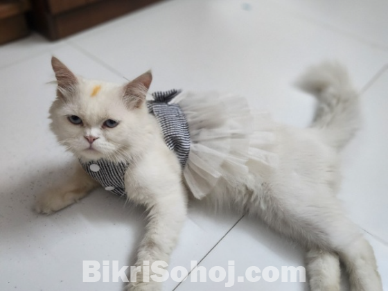 Persian cat
